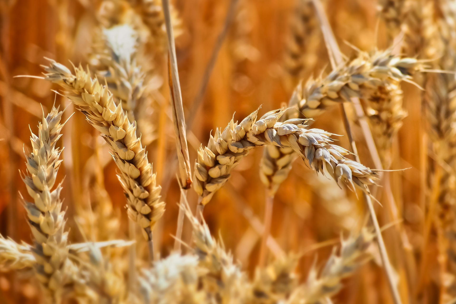 Banner Azienda Agricola Panciera