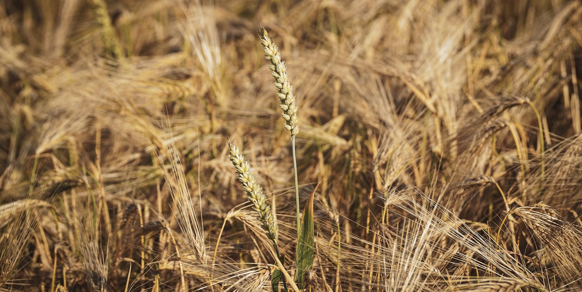 Seminativo - Mais, soia e orzo